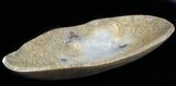 Polished Fossil Coral (Actinocyathus) Bowl - Morocco #45224-1